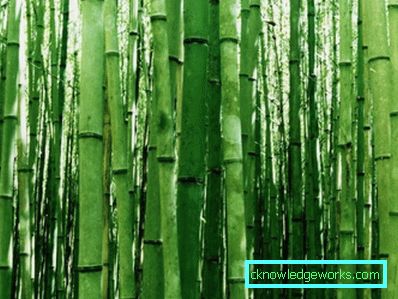 238-Bamboo pozadina - 100 nevjerojatnih fotografija