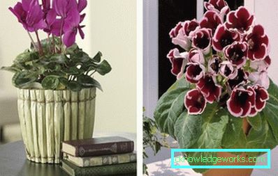 Fotografija: Cyclamen i Gloxinia