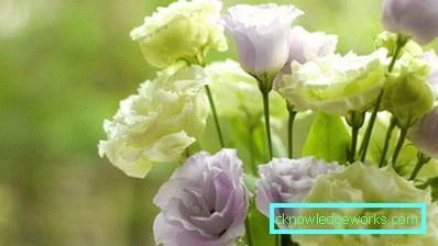 316-Eustoma višegodišnja
