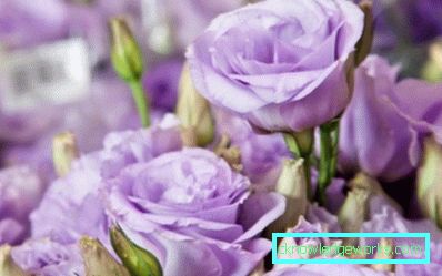 316-Eustoma višegodišnja