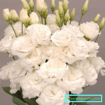 316-Eustoma višegodišnja
