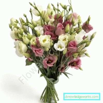 316-Eustoma višegodišnja
