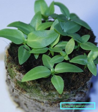 316-Eustoma višegodišnja