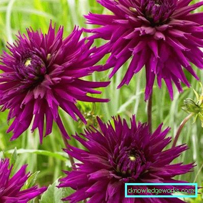 111 Dahlia kaktus