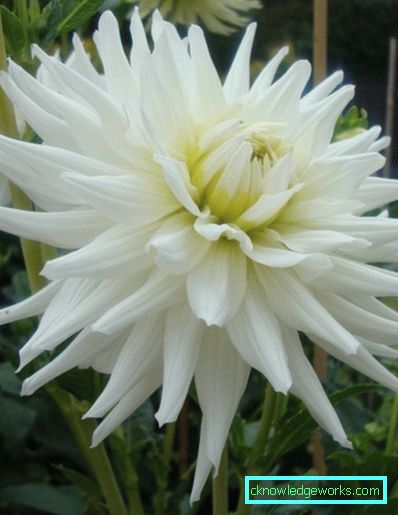 111 Dahlia kaktus