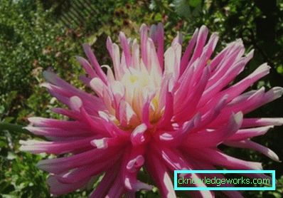 111 Dahlia kaktus