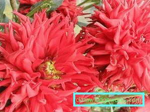 111 Dahlia kaktus