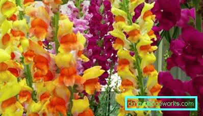 184 gladiola