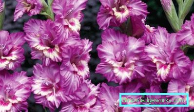 184 gladiola