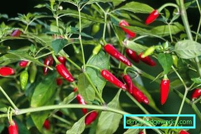 340-Kako rasti ljuta paprika