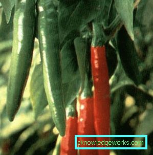 340-Kako rasti ljuta paprika