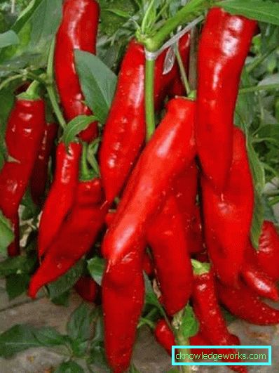 340-Kako rasti ljuta paprika