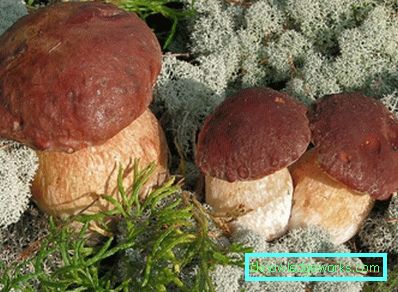 Kako rastu bijele gljivice