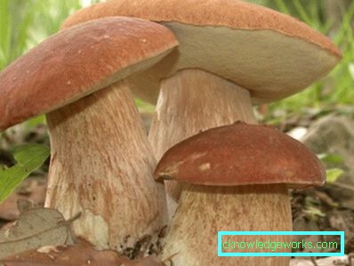 Kako rastu bijele gljivice