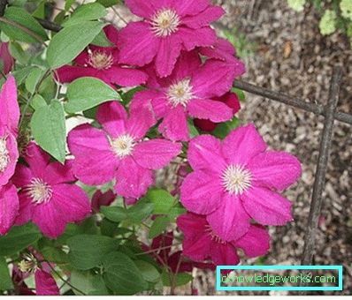 143-Clematis Opis