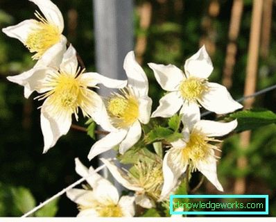 143-Clematis Opis