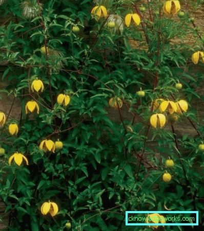 143-Clematis Opis