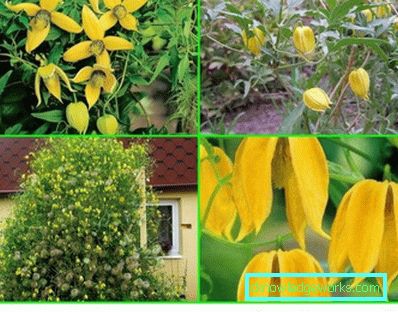 143-Clematis Opis