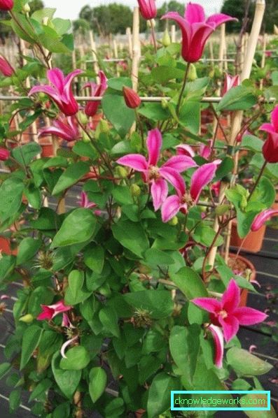 143-Clematis Opis