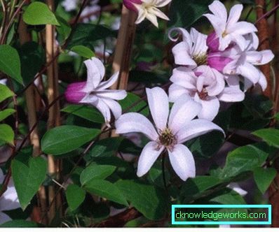 143-Clematis Opis