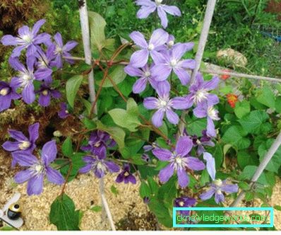 143-Clematis Opis
