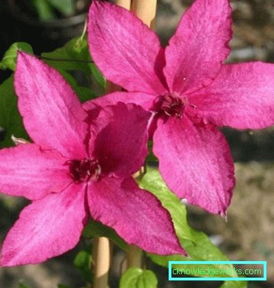143-Clematis Opis