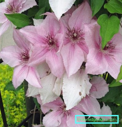 143-Clematis Opis