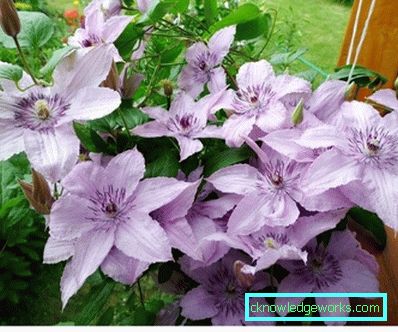 143-Clematis Opis