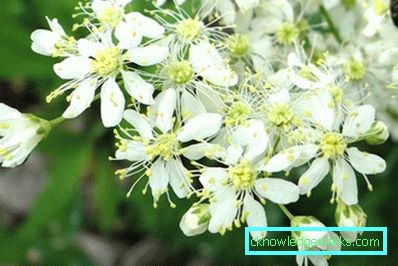 311-Crv običnog meadowsweet-a
