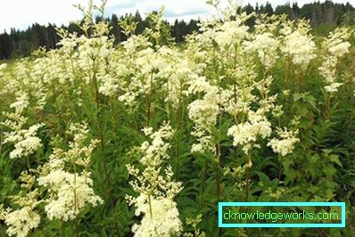 311-Crv običnog meadowsweet-a