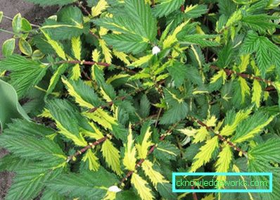 311-Crv običnog meadowsweet-a