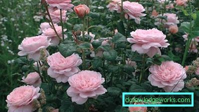 368-Uređenje parcele s vlastitim