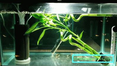 213-Aquarium rasvjeta - 75 fotografija