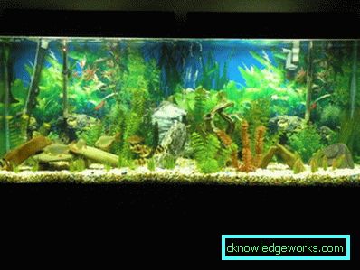 213-akvarij - 75 fotografija