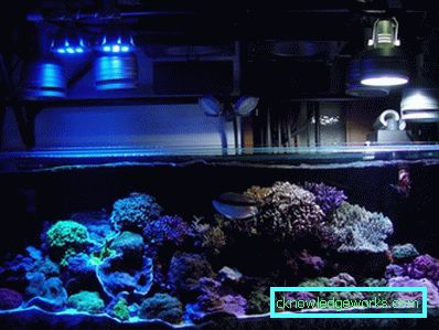 213-Aquarium rasvjeta - 75 fotografija