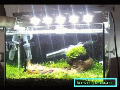 213-Aquarium rasvjeta - 75 fotografija