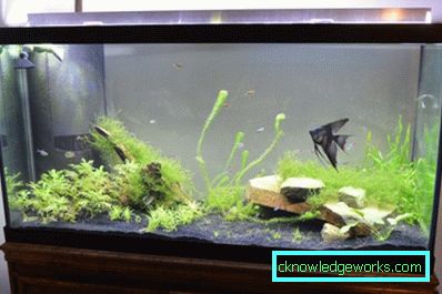 213-akvarij - 75 fotografija