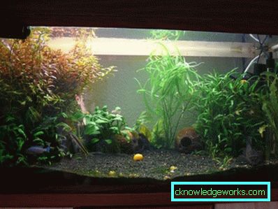 213-Aquarium rasvjeta - 75 fotografija