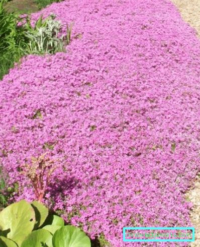 276 Ground Cover Višegodišnje cvijeće