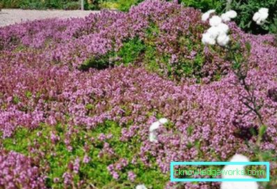 276 Ground Cover Višegodišnje cvijeće