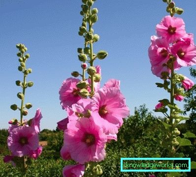 235-višegodišnja ruža (sljez)