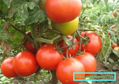 350-Variety Tomato Tretyakov