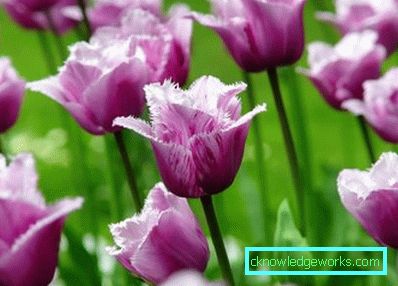 346 vrsta tulipana