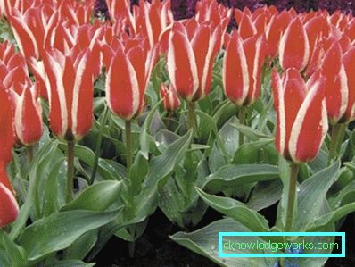 346 vrsta tulipana