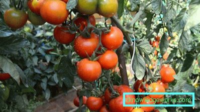 158-bijelo punjenje rajčice