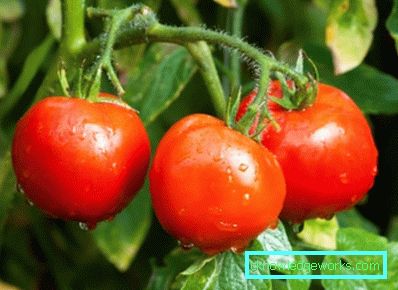 158-bijelo punjenje rajčice
