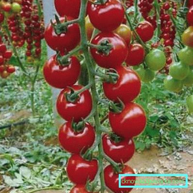 146-Tomato Rapunzel