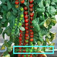 146-Tomato Rapunzel