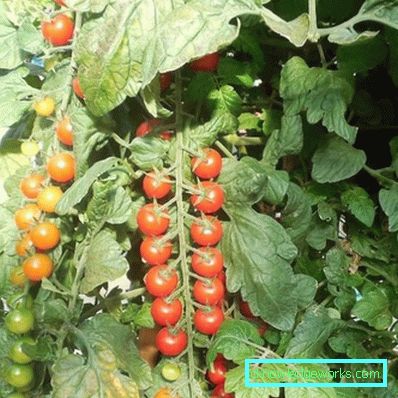 146-Tomato Rapunzel