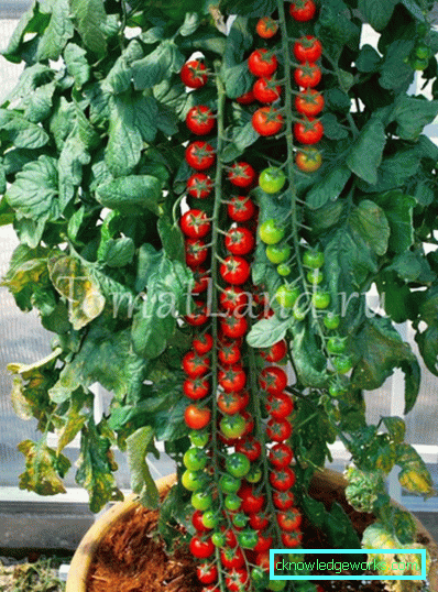 146-Tomato Rapunzel